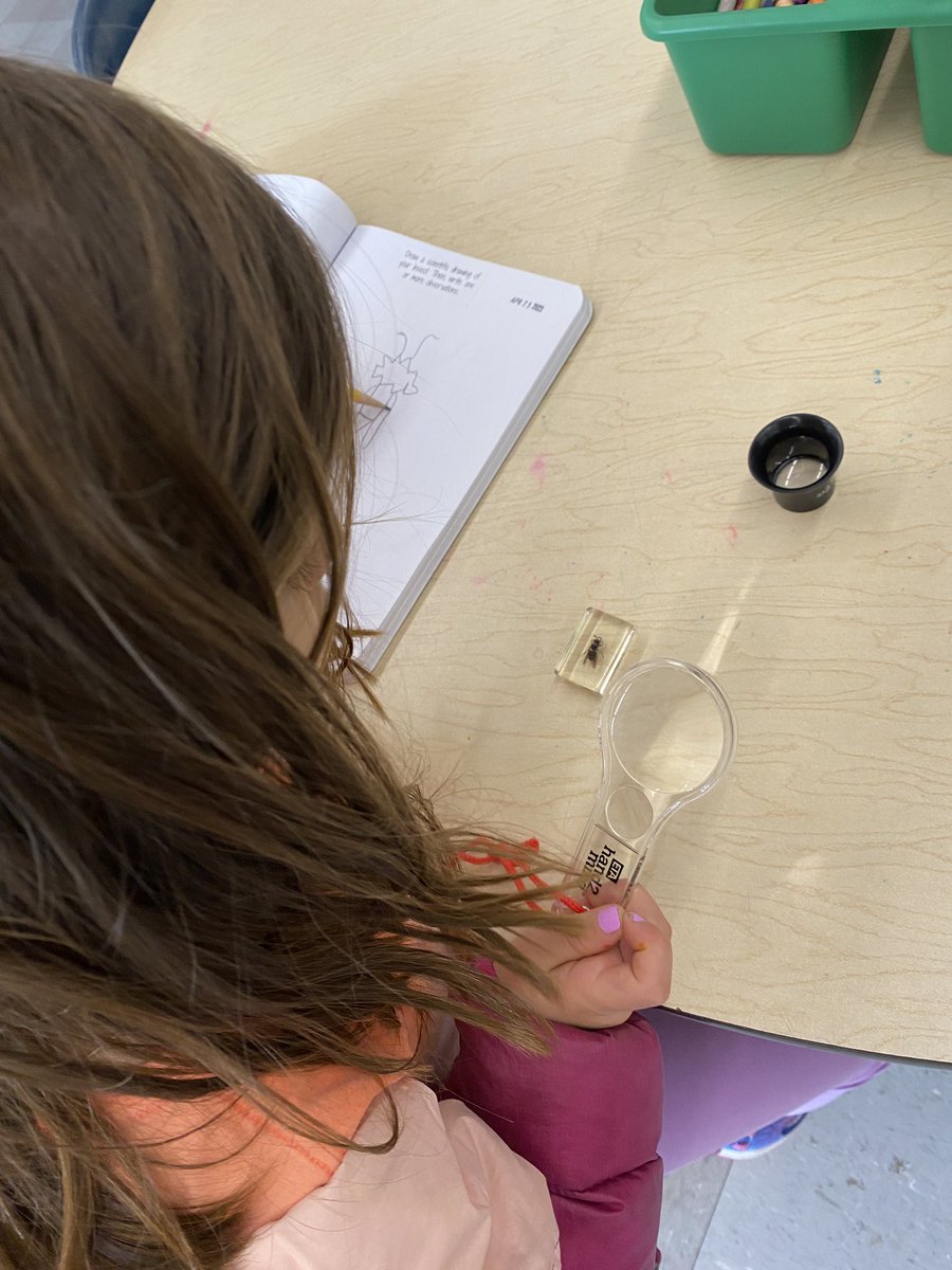 We started our insect unit today! We are being scientific observers