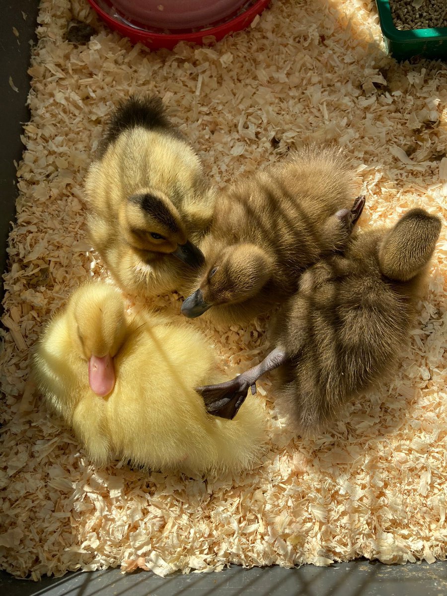 Day 8 - The ducklings enjoying a sunbathe after a day of cuddles with the children☀️🦆