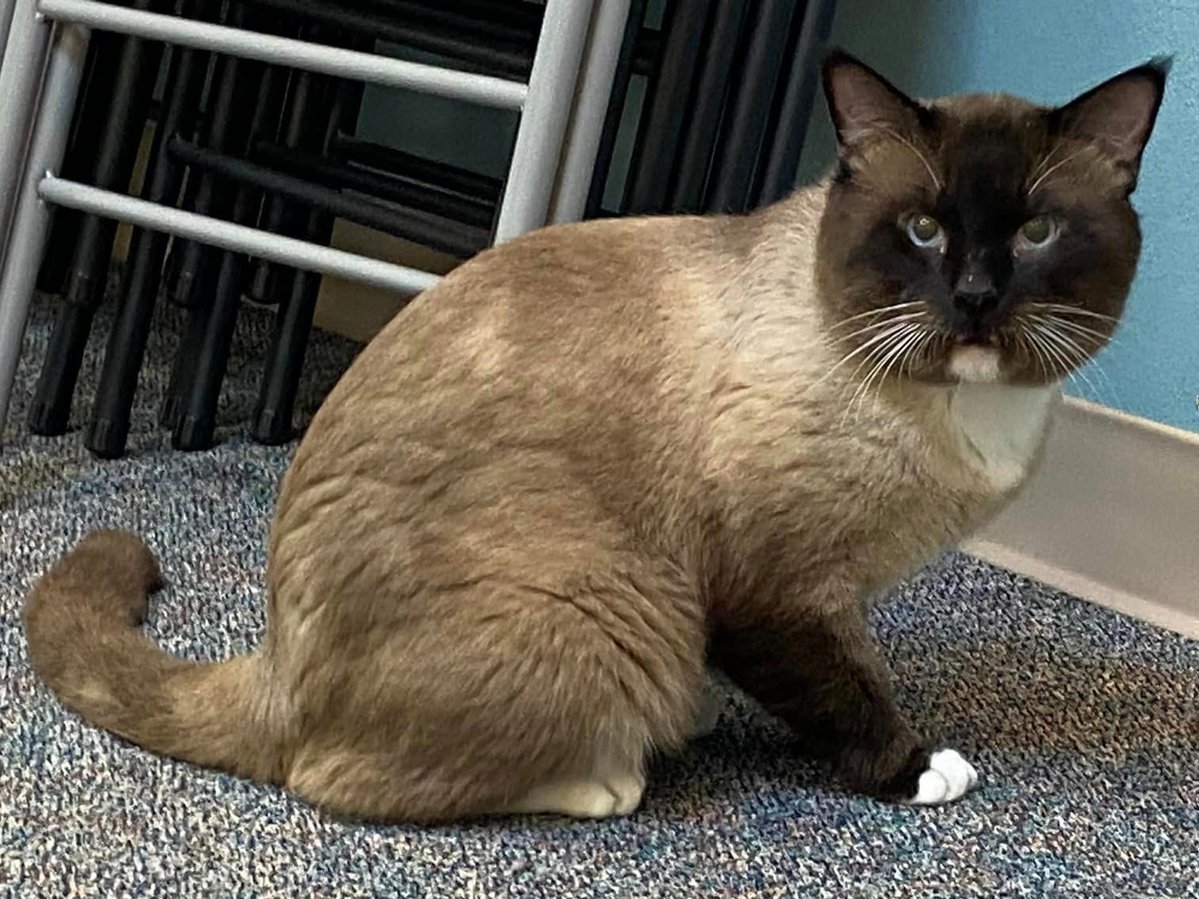 ThatCatLifeTho's tweet photo. Oh boy! Who doesn't love a big headed Siamese with white toes!😻 Aslan is your guy! At Arlington #catcafe @thecozycatfe #catoftheday #catcafecat #bigcat #thatcatlife #adoptme #adoptdontshop #texascat https://t.co/3UJc9t0Ygg