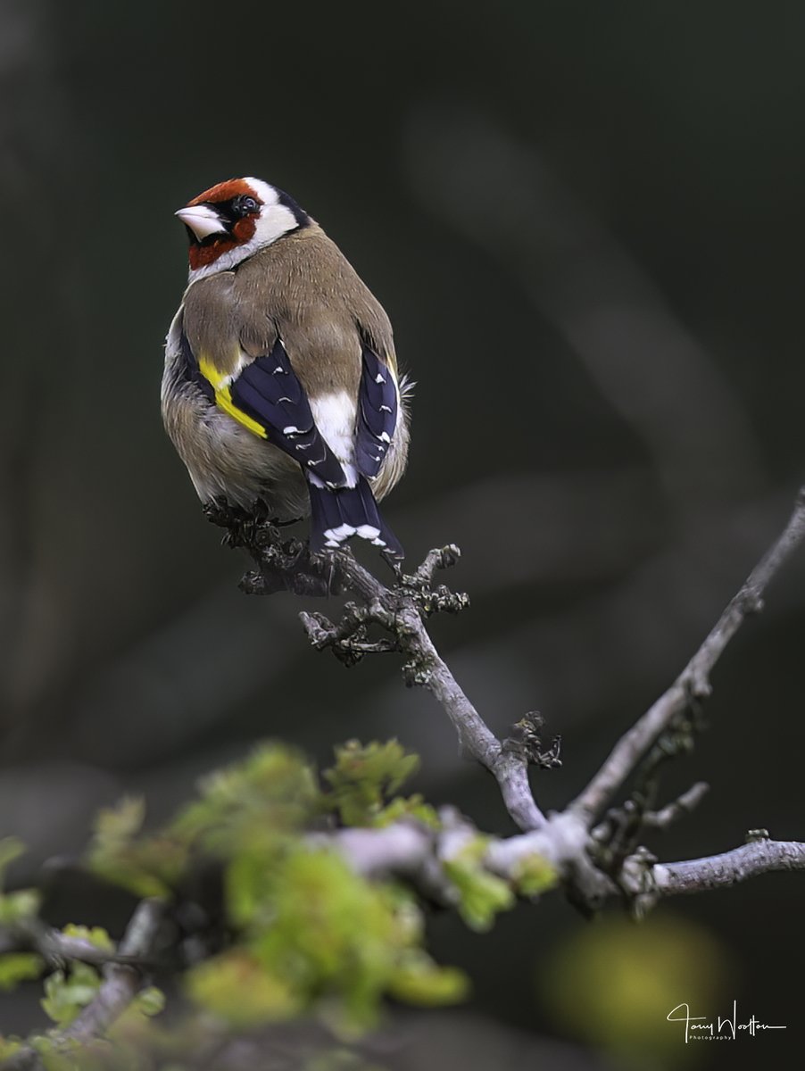 tonywootton7's tweet photo. Goldfinch keeping a lookout earlier today ... https://t.co/h8kZbrl1BY