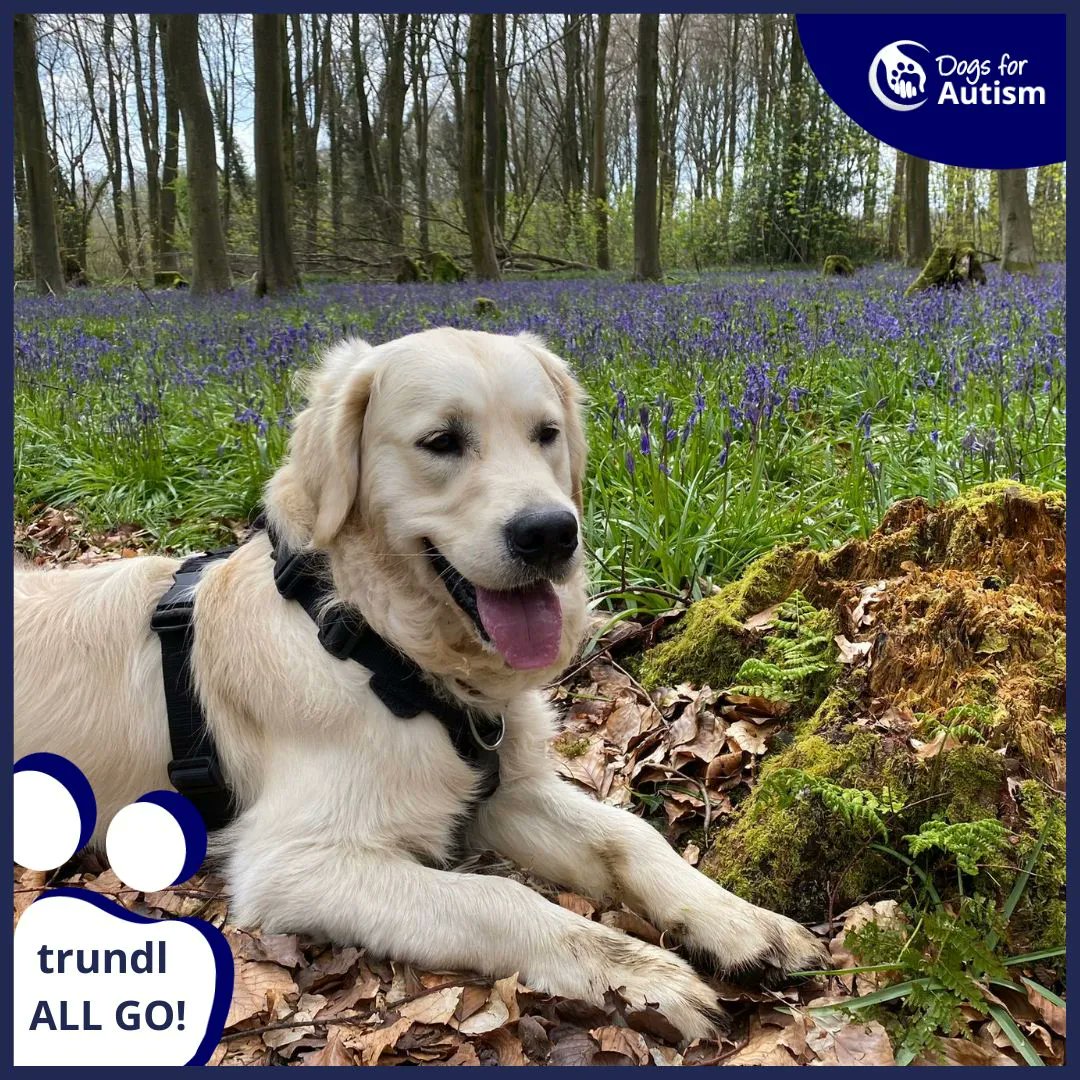 dogs_autism's tweet photo. It's time for the next charity ‘All Go’ from @trundl_GO
Each step you take helps these amazing charities (including ourselves!):
@TrussellTrust
@uknationalparks
@SussexWildlife
@MOVEcharity
Walk your paws for a great cause! 🐾
#Charity #BeMoreOutside #trundl https://t.co/wxKwk0HszD