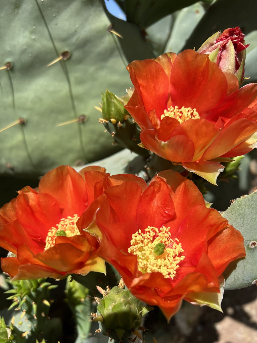 BenjaminRBitter's tweet photo. This is one of my favorite times of year! #DesertInBloom #CactusFlowers https://t.co/Aoeh8ogxfz