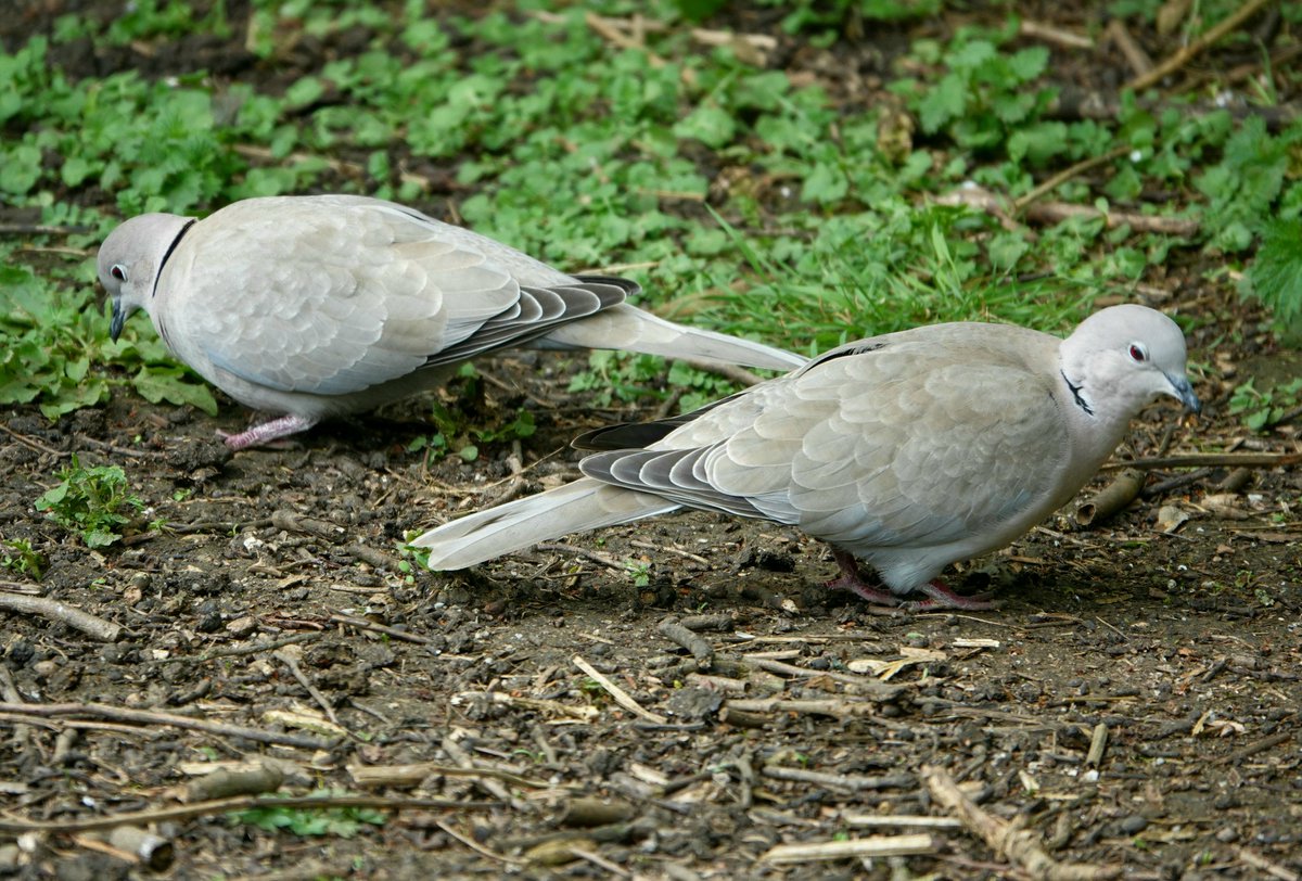 Pair of collared doves gleaning for seeds today @Althorpestate Often seen in pairs these small, buff-coloured doves have a distinctive half black collar, pink feet and ruby red eyes.
Conservation@althorp.com #doves #pigeons