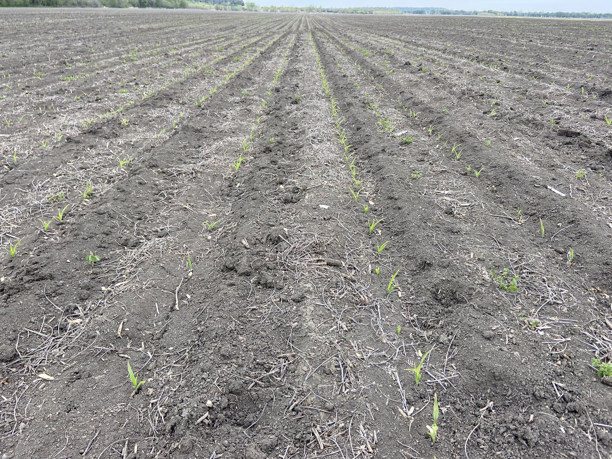 Do you have very uneven emergence of corn plants planted behind spring applied NH3 via strip till?  Plants slowest to emerge will most likely have NH3 burn on the roots (brown/black lesions).  Severe injury may involve loss of radicle root greatly slowing emergence. #plant23
