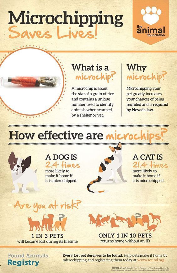 HealthCare_Pets's tweet photo. #Microchipping is a safe and effective way of reuniting a missing pet with its owner. For more info on the benefits of #microchips: https://t.co/99X3MQ86U9
.
.
#Microchip #PetMicrochip #PetMicrochipping #DogID #CatID #PetID #DogIdentification #CatIdentification #PetIdentification https://t.co/3Qo7k7RH5s
