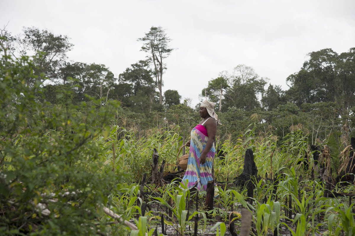 Ruben_Atanso's tweet photo. #AgricultureGuyane

Pour l'autonomie Alimentaire en Guyane. Nous devons Produire plus 
# https://t.co/HgqtV4UGx4