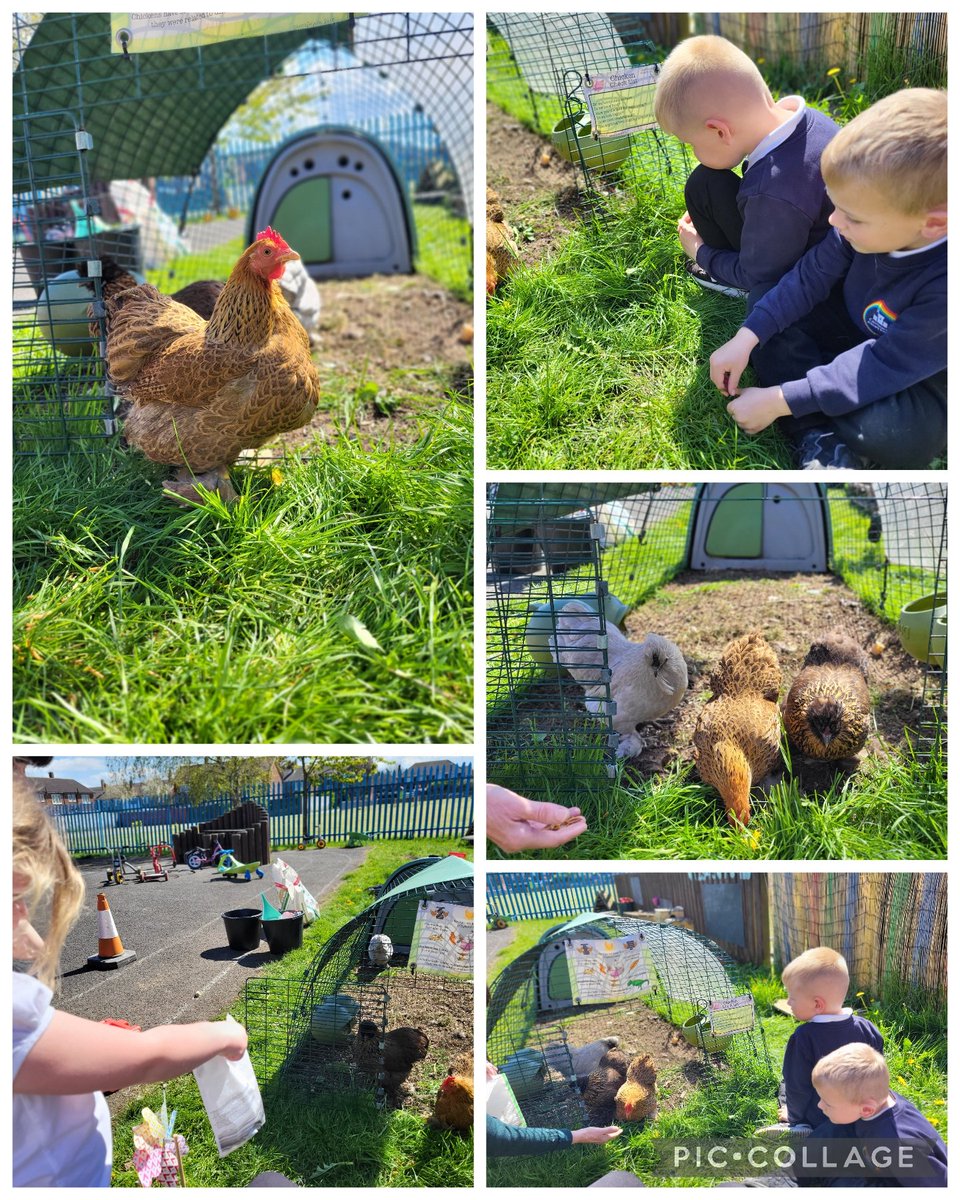 CastlewayYear1's tweet photo. We waited so patiently for our #CastleHens to pluck up the courage to explore outside their coop this afternoon 😊 Look at our beautiful girls being brave and enjoying their freedom in the #CastleGrounds! 💙🥰🐓 @WeAreCastleway @hensforhire https://t.co/FuNhiwNEm4
