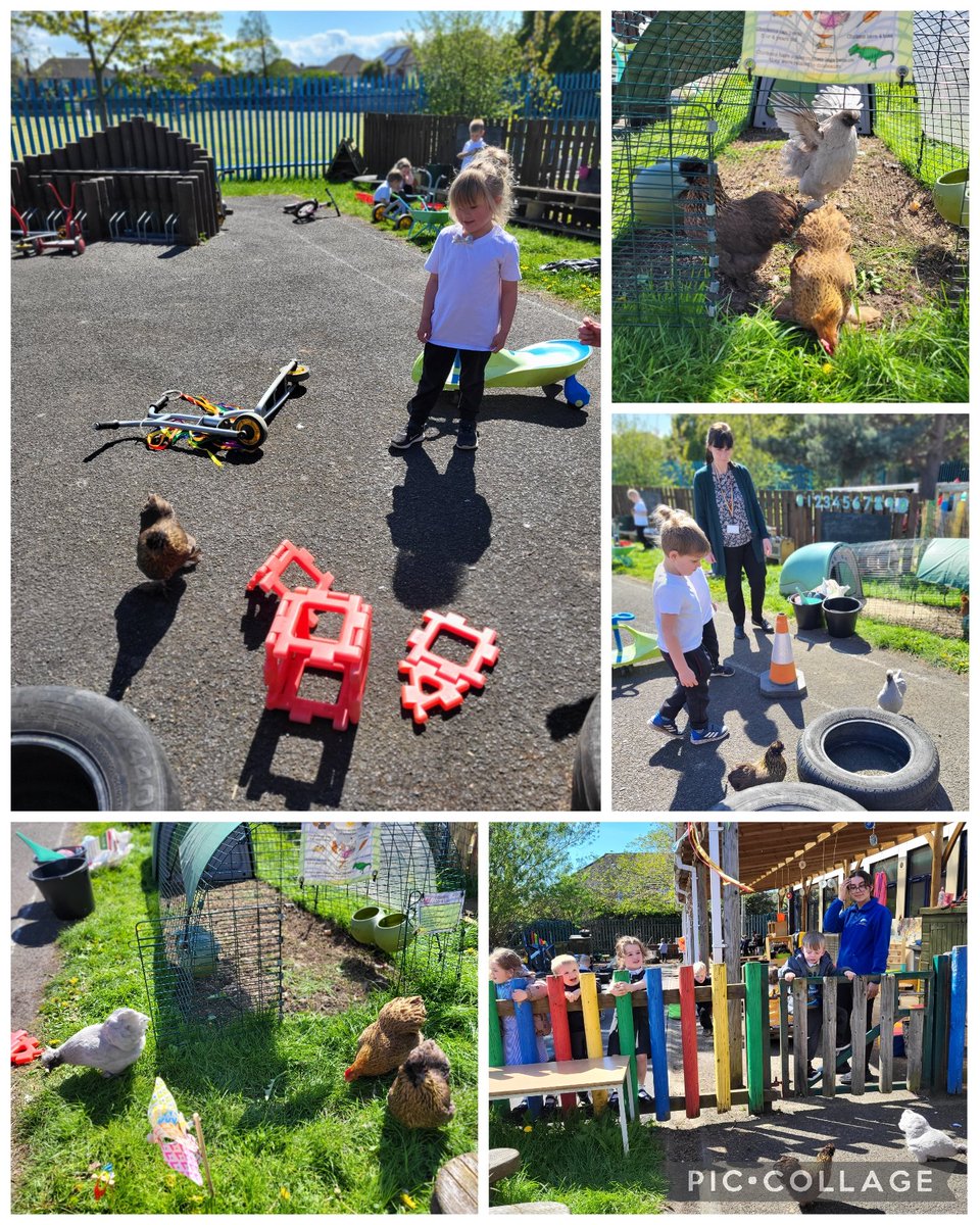 CastlewayYear1's tweet photo. We waited so patiently for our #CastleHens to pluck up the courage to explore outside their coop this afternoon 😊 Look at our beautiful girls being brave and enjoying their freedom in the #CastleGrounds! 💙🥰🐓 @WeAreCastleway @hensforhire https://t.co/FuNhiwNEm4
