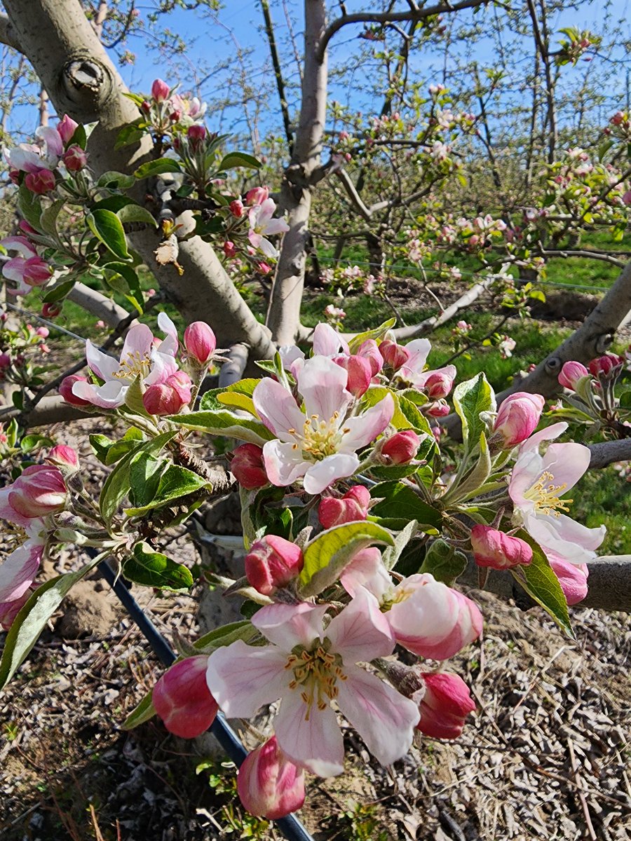 At long last, the king bloom emerges on organic honeycrisp  #gilbertorchards #starrranch