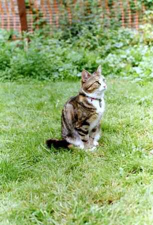 SealDefence's tweet photo. Miaow! Please have a look at this tweet: https://t.co/aDv3YYDG9M https://t.co/4uickE3aTK