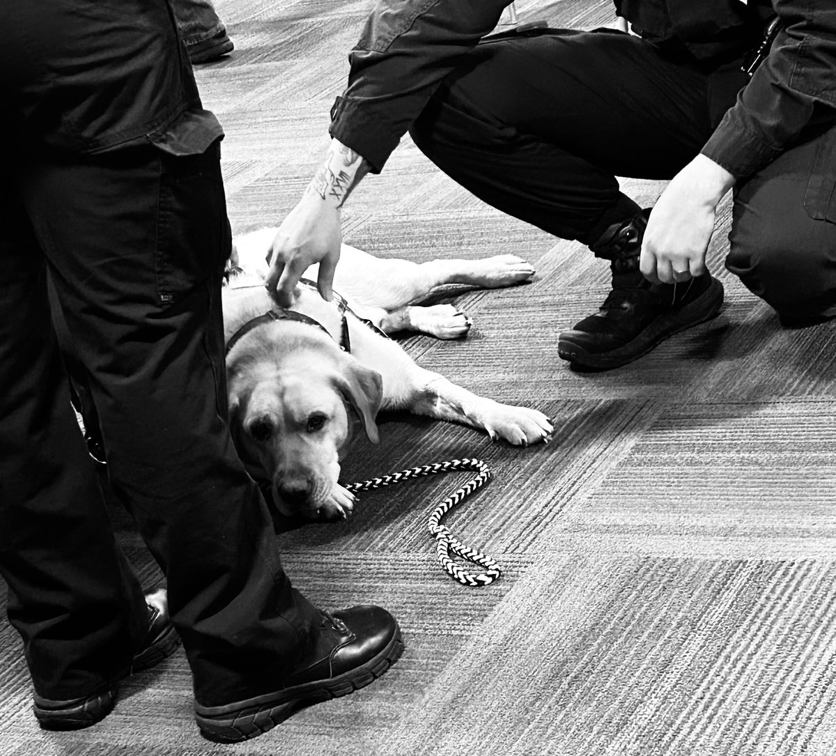 K9Mattis's tweet image. Super proud of this boy who helped a fellow agency after the tragic loss of one of their own. Just when I think I have seen it all, he steps up his game. It’s okay not to be okay. #MentalHealthMatters #supportdog