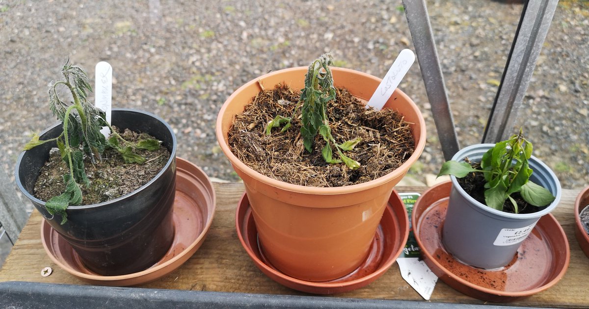 Lesson learned 🙈😔
#Frost❄️ #Greenhouse #Tomatoes🍅 #Melons🍉 #Pepper🌶️ #TheGoodLife #OurWeeCottage🏡