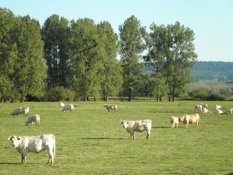 Retrouvez la note de #conjoncture #viande d'avril 2023 ! Les données #consommation sont de retour, retrouvez les tendances 2022 : 
coordinationrurale.fr/images/section… 
Pour la recevoir tous les mois, rendez-vous sur coordinationrurale.fr/sections/viand…