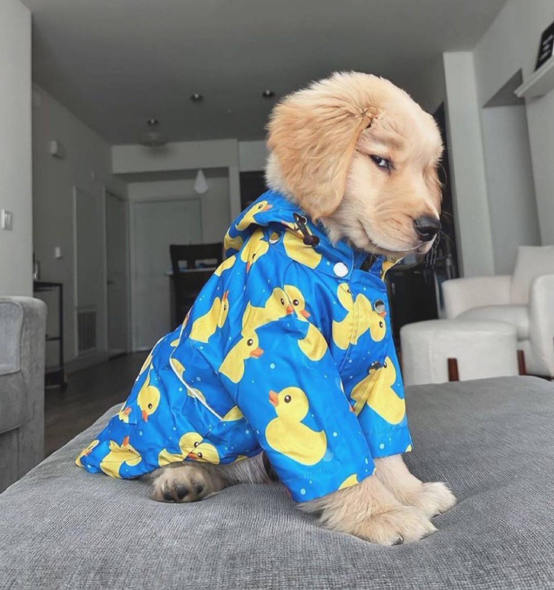 Kiara (@ashleycarrter) on Twitter photo 