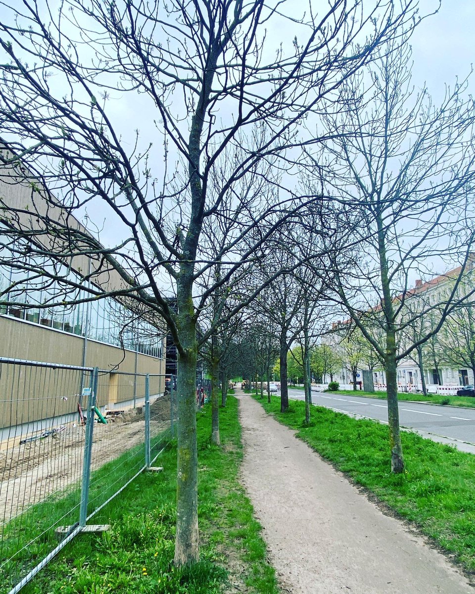stierischgut's tweet photo. Wir haben heute Vormittag mal geschaut, wie es unseren Eschen 🌳🌳🌳 mit der Baustelle an der Kniprodestrasse geht, nicht nur weil heute der #TagdesBaumes ist. (1/7)
#26eschen https://t.co/9i4C9wvwkh