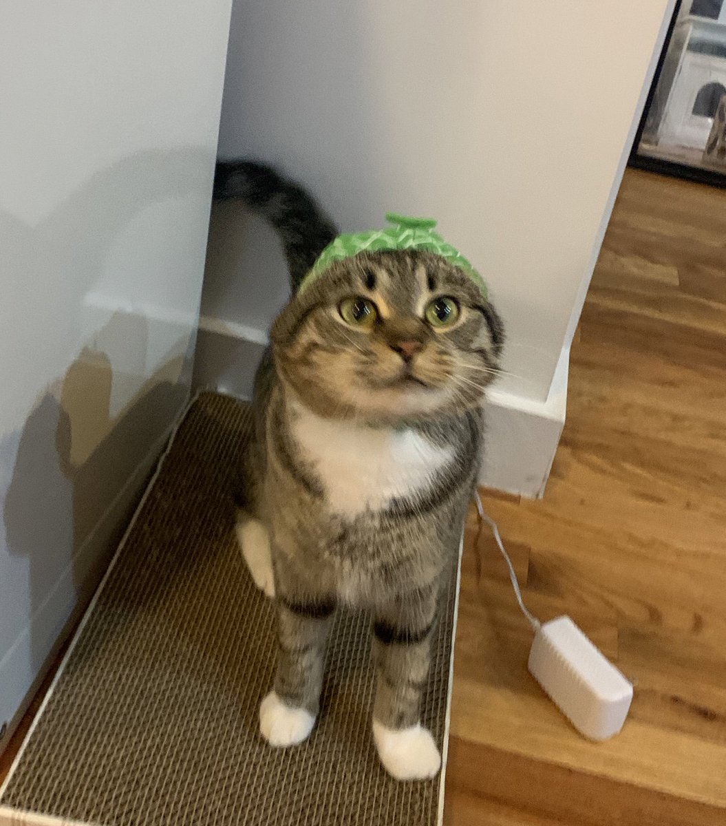 raspberrycat_'s tweet image. wel….Ime a melom… 🍈🍉✨