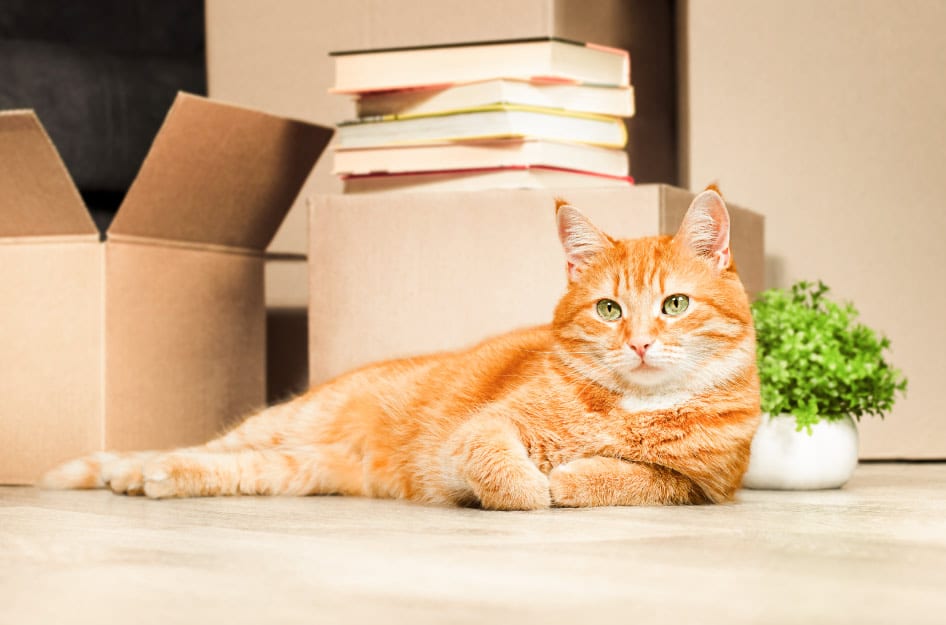 Premiere_MTL's tweet image. Making a big move - with cats in tow? Here's how to get it right: ow.ly/thNz50NPN3Y
.
.
#moving #movingtips #movingwithpets