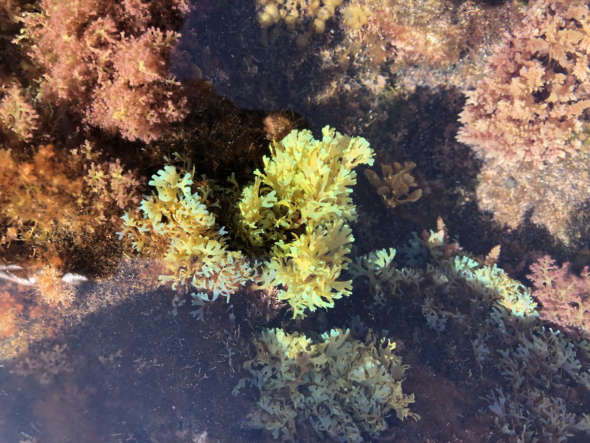 Tim Baxter (@tibaxter) on Twitter photo Amazing few days of #fieldwork exploring the rocky shores of Tenerife with <a href="/oxfordgeography/">SoGE, University of Oxford</a> undergrads! 🐠 🪨 🦀 Amazing few days of #fieldwork exploring the rocky shores of Tenerife with <a href="/oxfordgeography/">SoGE, University of Oxford</a> undergrads! 🐠 🪨 🦀