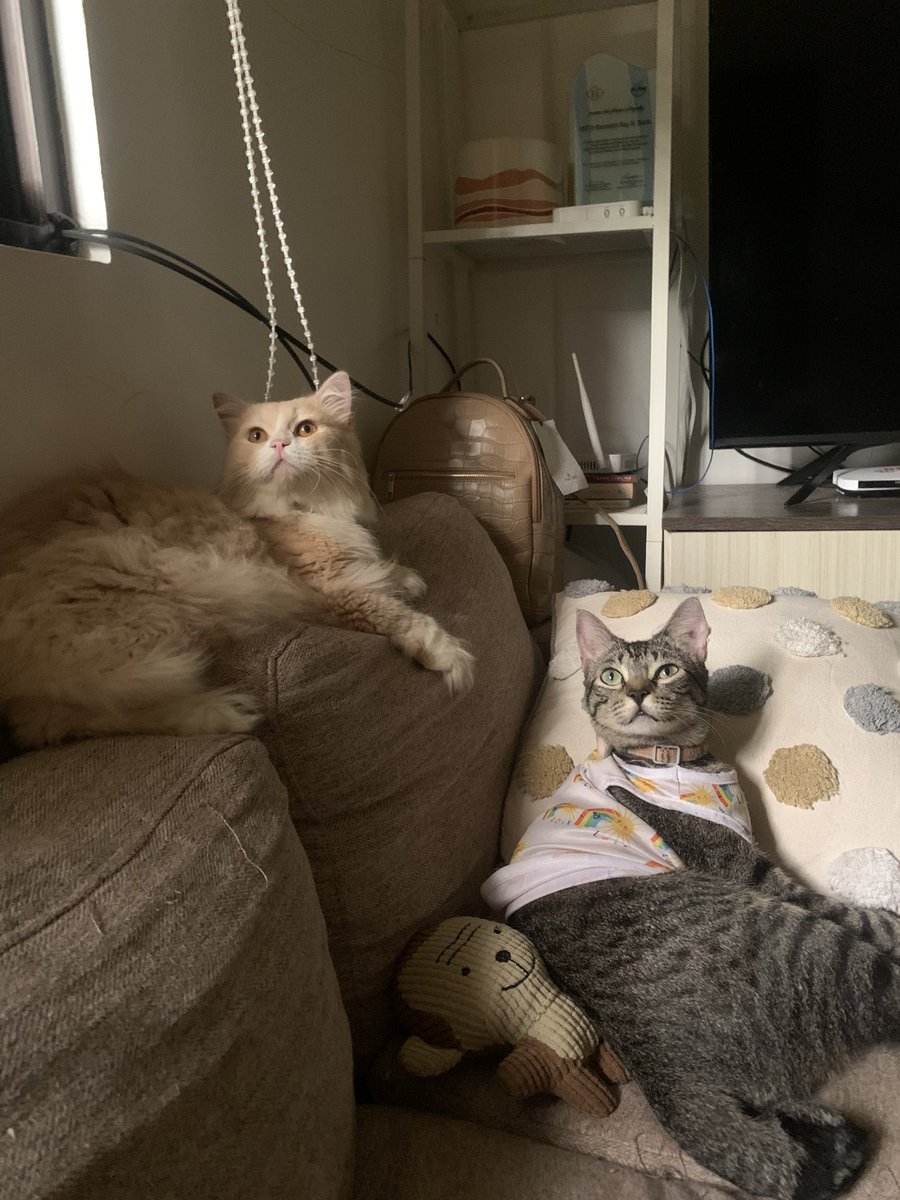 _Neko08's tweet image. Kiyo and Neko boy..