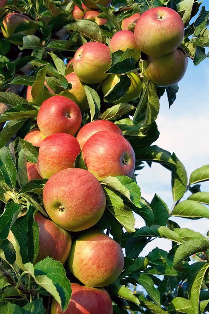 Apple farming in Kenya.

In Kenya, apples are grown in highlands. Trees begin producing as early as 9 months, but reach maximum profitability after the fifth year.

A mature, well-managed apple tree may yield over 500 apples in a season, with a tree having a life span of 20 years