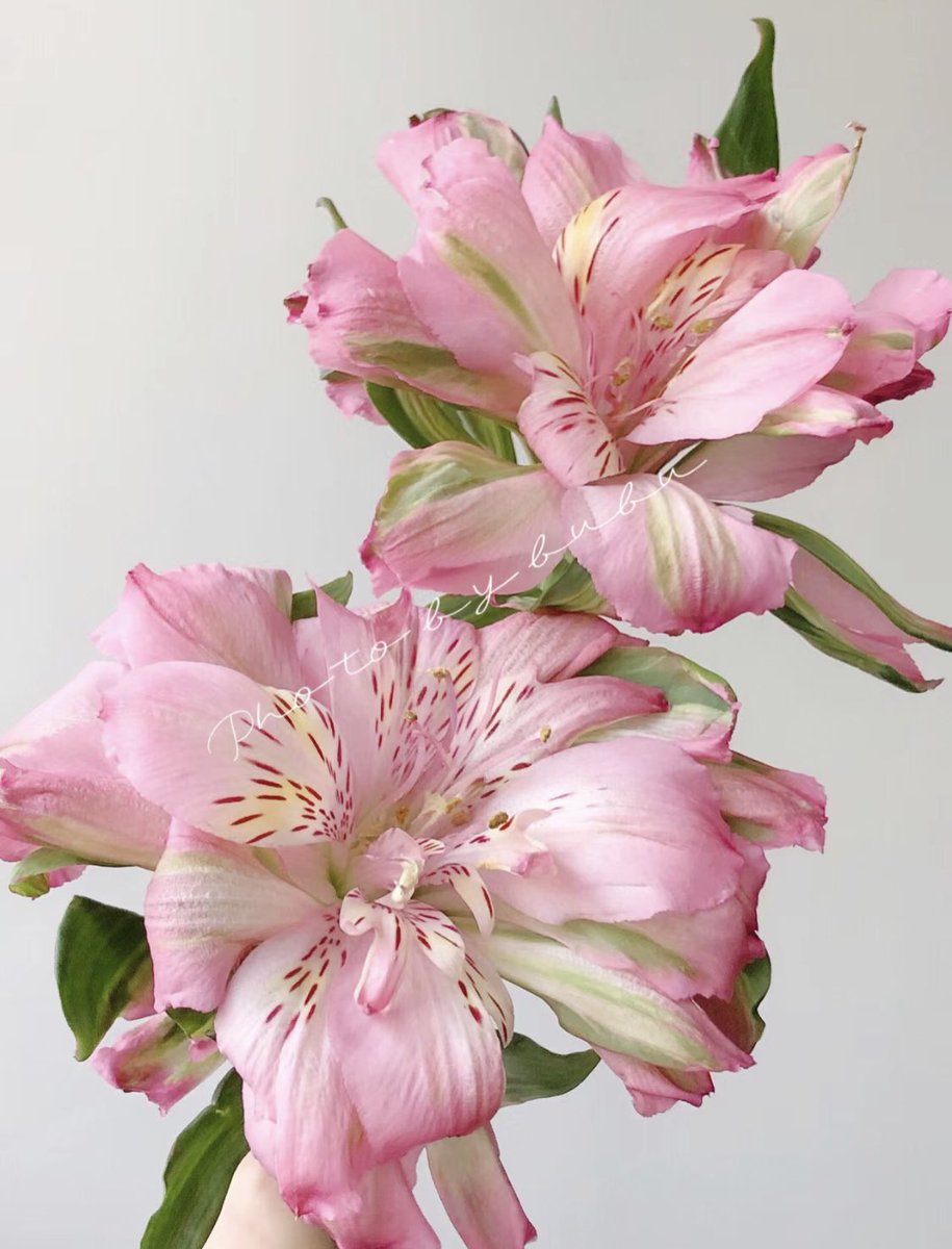 piinkibun's tweet photo. pretty pink flowers https://t.co/VOlLNUFHEZ