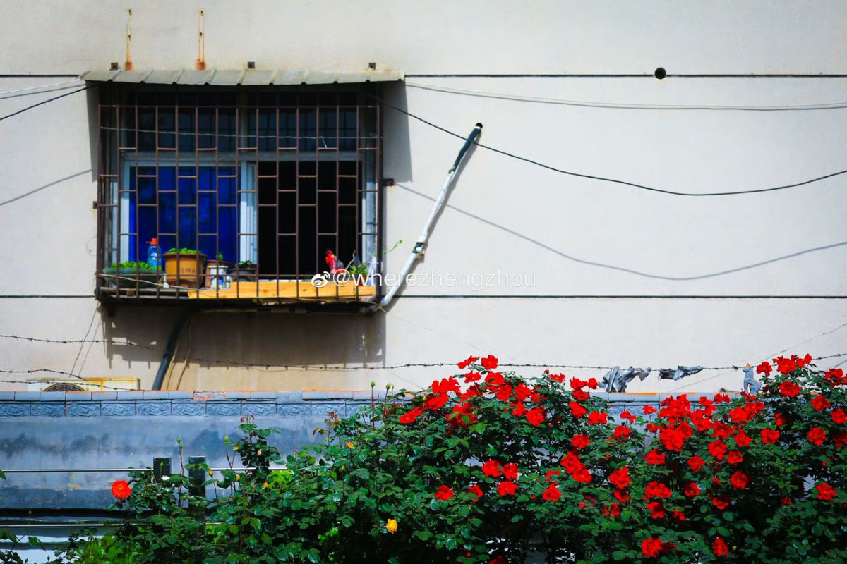 Visit_Henan's tweet image. In #Zhengzhou China #Rose Park, China roses scattered high and low, helping people relax completely and experience joy. #SpringinHenan