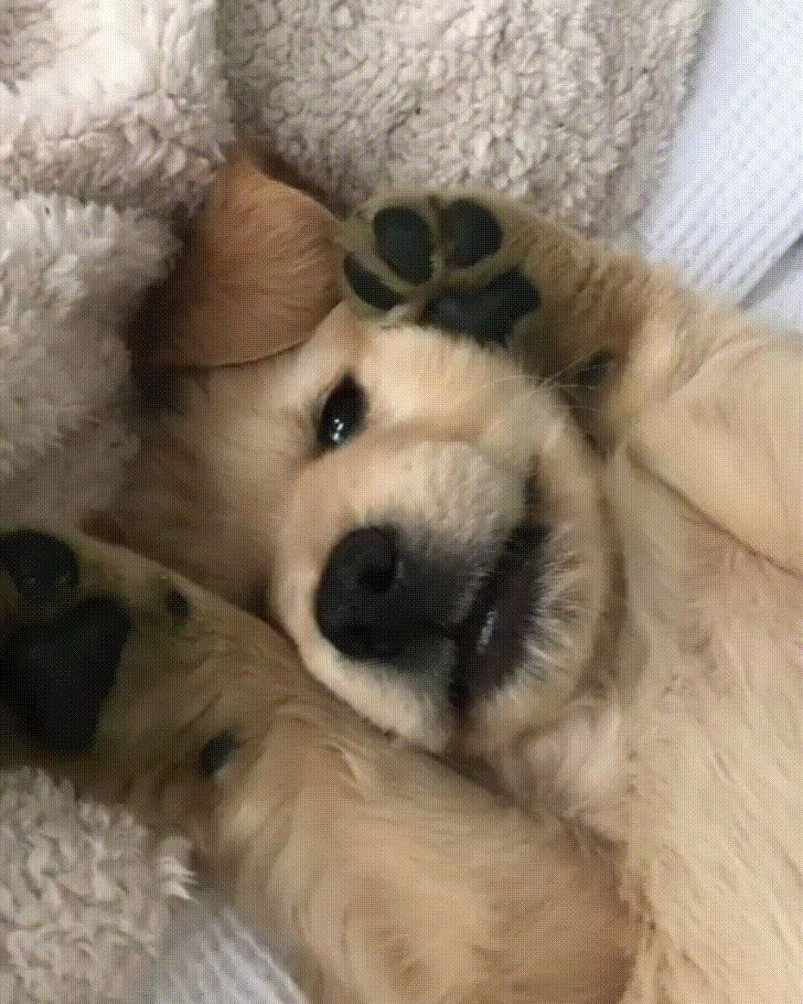 judxylight's tweet photo. ⠀　
      aw you're good boy right ?
⠀ https://t.co/PzhZYAMqZw