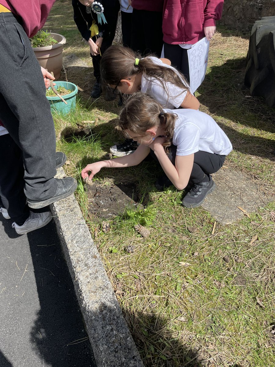 Rhigos Primary tweet media