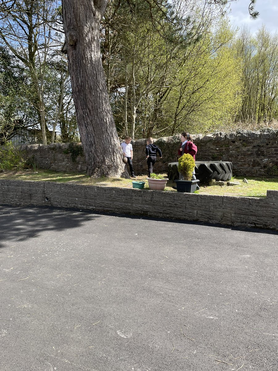 Rhigos Primary tweet media