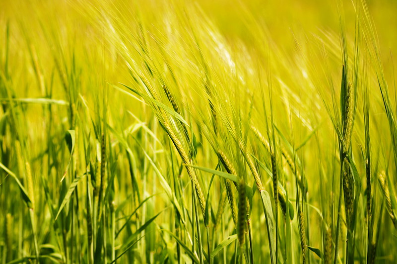 Journal_JSSPN's tweet photo. Published📢[Open Access] Effects of #Microbial #Inoculants and #Organic #Amendments on #Wheat Nutrition and Development in a Variety of Soils

Read at https://t.co/1GhdEMjQ22 https://t.co/3hNLIoydgR