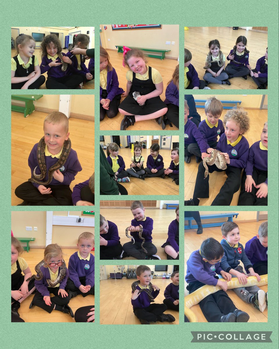 Chestnut, Willow and Cherry tweet media