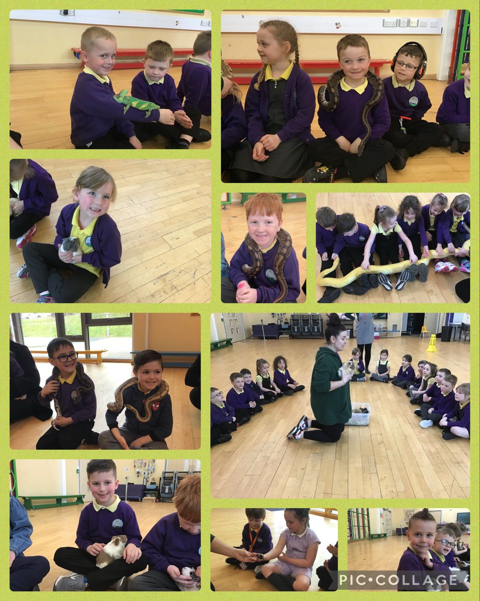 Chestnut, Willow and Cherry tweet media