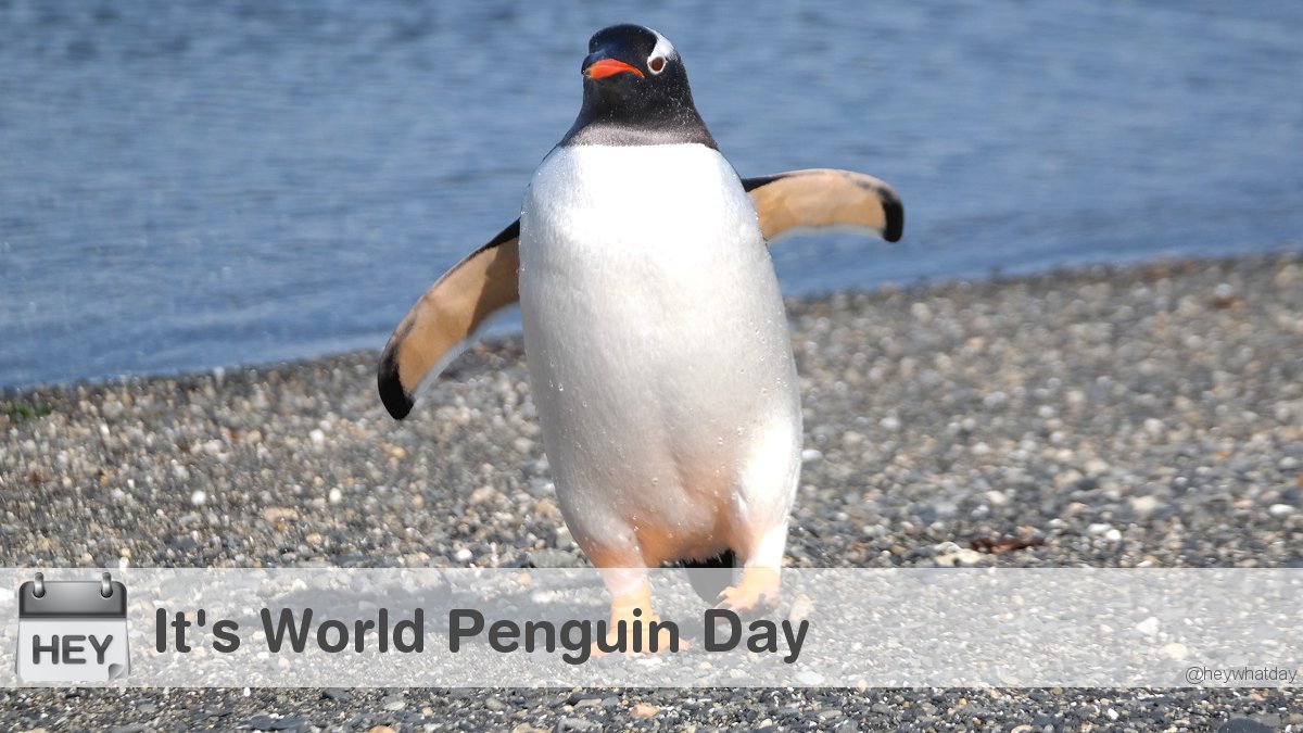 It's World Penguin Day! 
#WorldPenguinDay #PenguinDay #Penguin