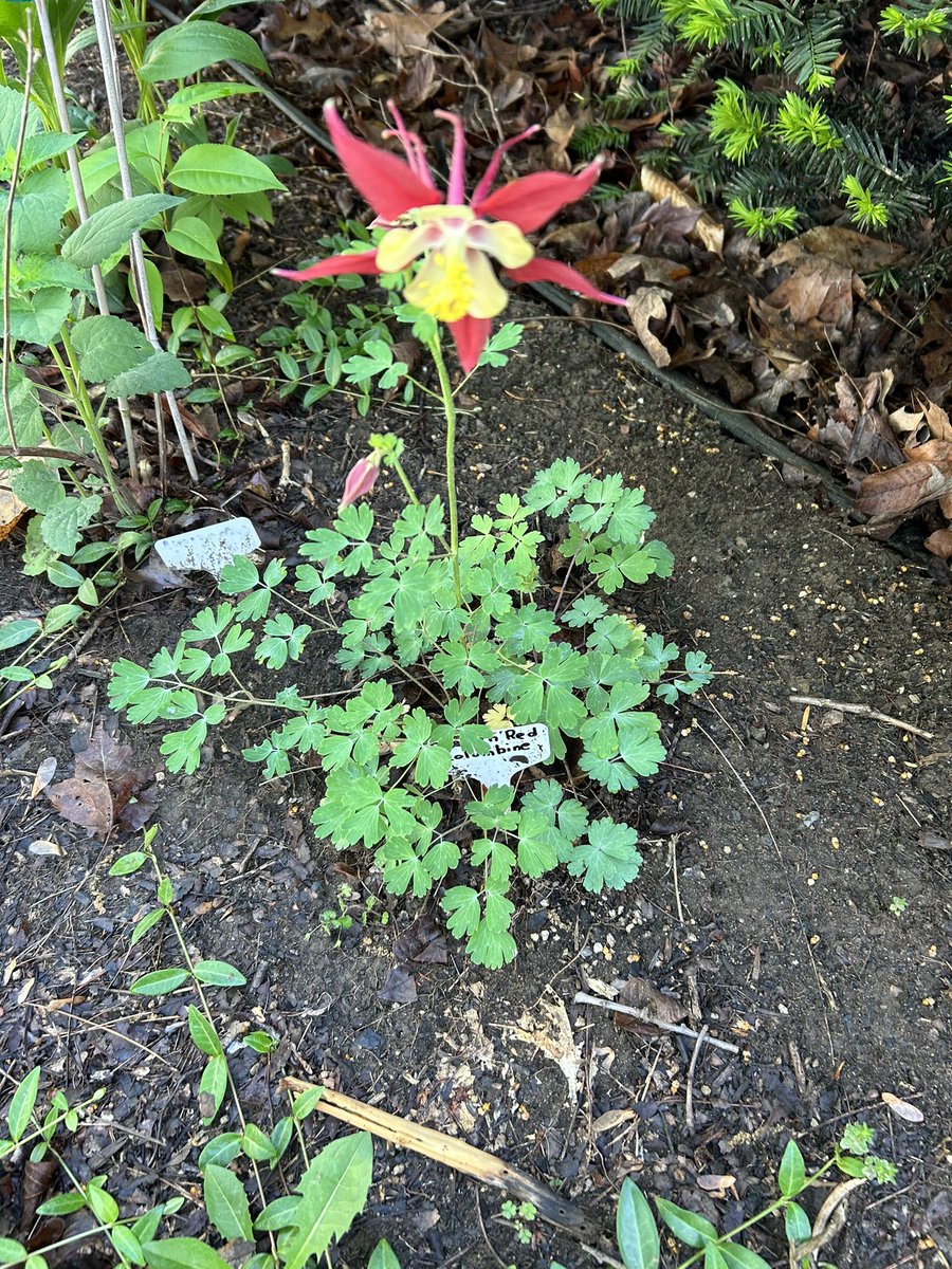 Eastern Red Columbine.  Started from seed 12/2021