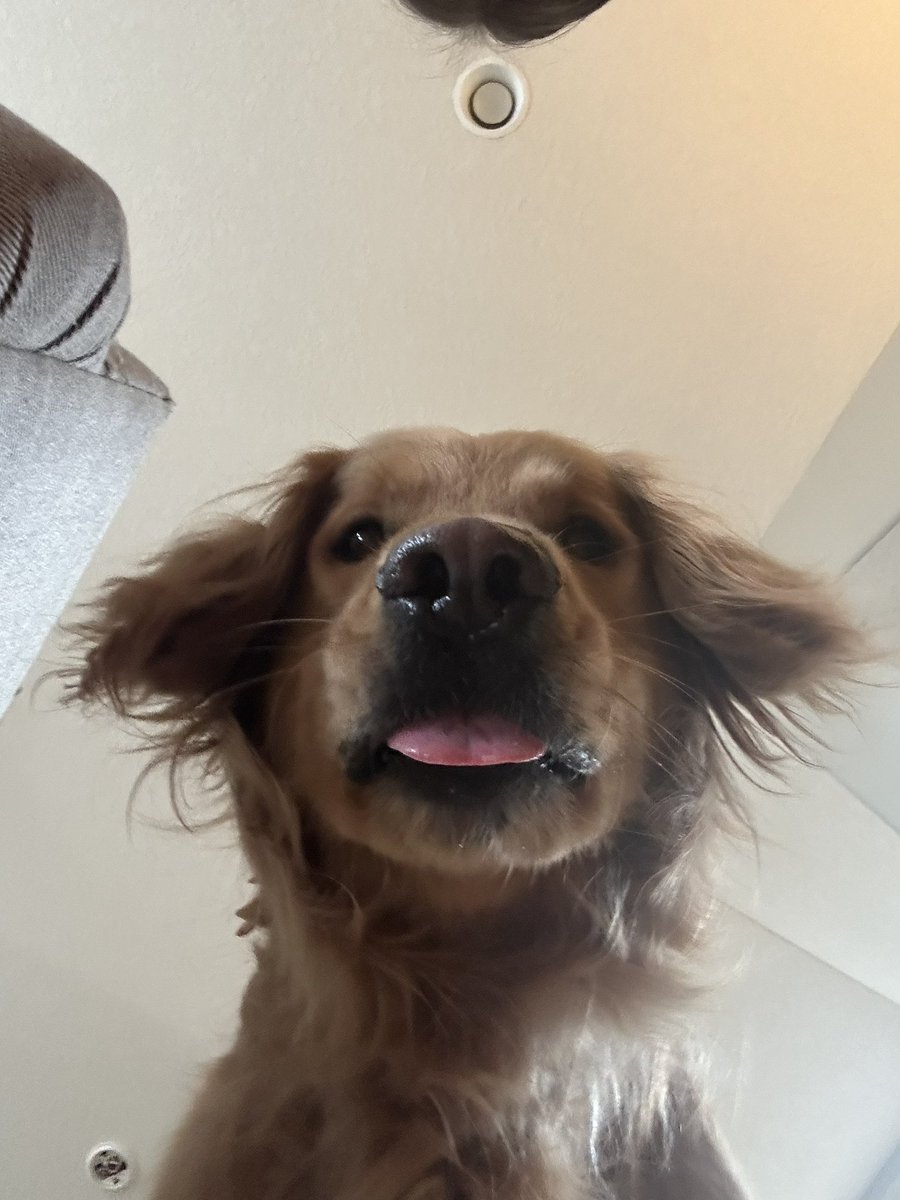 Louie is here in selfie-mode for #TongueOutTuesday 
#dogsoftwitter
<a href="/GoldretrieverUS/">Golden Retriever Channel</a>
<a href="/CuteGoldens/">Golden Retrievers</a>
