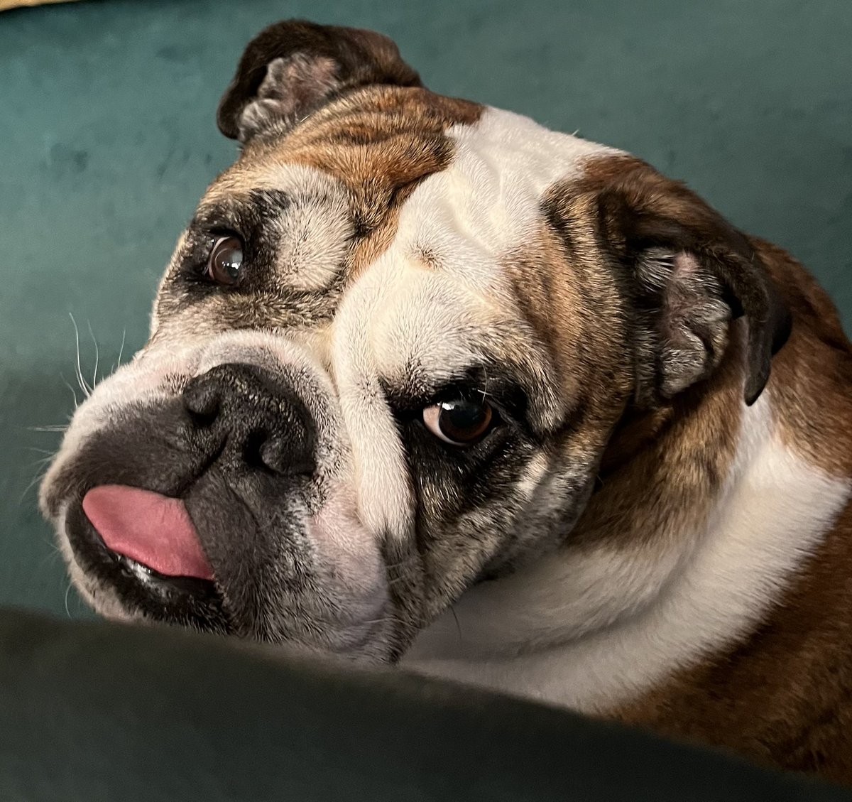 Happy #TongueOutTuesday  from Penelope! #Bulldogs