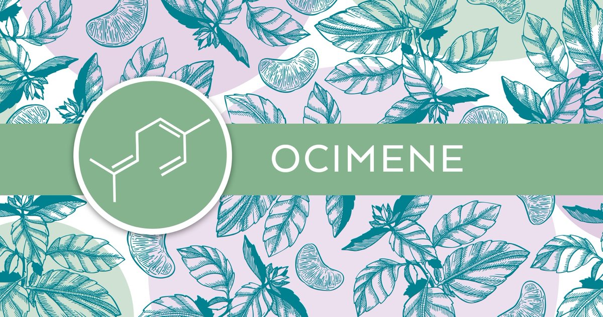 bakduniversity's tweet photo. Ocimene offers a sweet, woodsy fragrance and holds various therapeutic properties, including anti-convulsant, anti-fungal, and anti-tumor activity. 

This terpene can be found in fave strains like Jack Herer and Dutch Treat! 

#Terptuesday #getbakd https://t.co/PqCRAlRYap