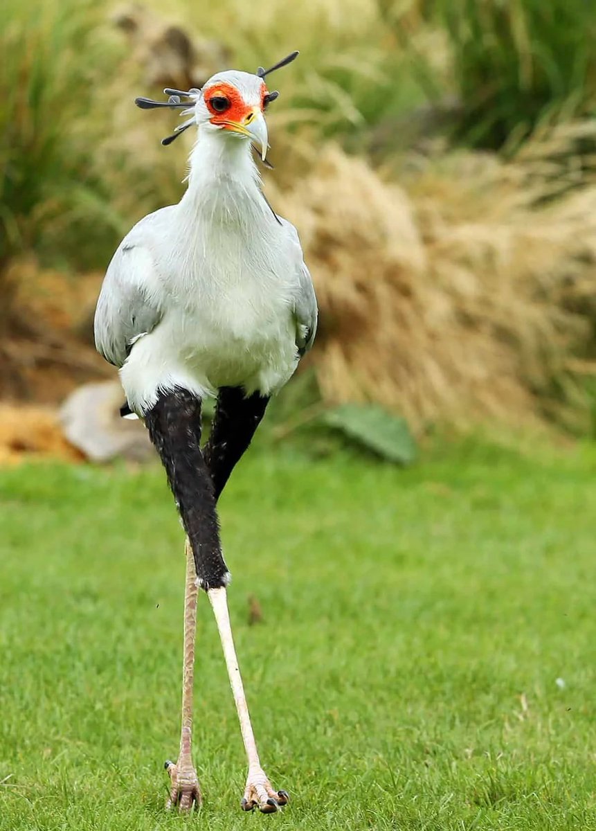AMAZlNGNATURE's tweet image. If you haven&apos;t seen one before, may I introduce the Secretary bird.