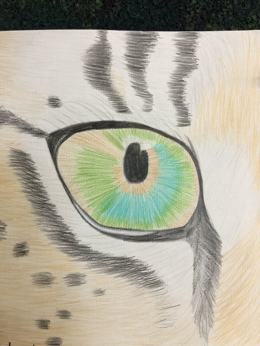 inthavaly's tweet photo. More amazing animal eye portraits from 7/8 students @FaywoodABC @LC2_TDSB https://t.co/o4vOnSS5RV
