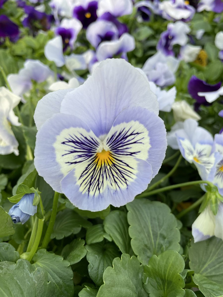 EckardsGarden's tweet photo. It not a competition for favourite of the day… but Whisker’s is one Pansy that’s making us think twice 🌸 #timetoplant #eckardsgarden #pansies https://t.co/0sihzvpCMN