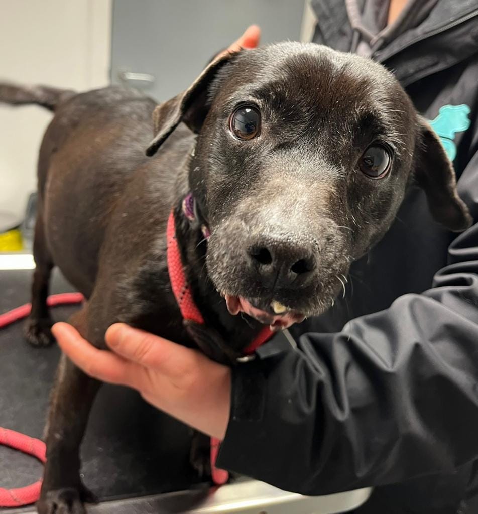 AdoptionsUk's tweet photo. Please retweet, if you are upset seeing this continuous list of pets that need homes, please tag  your MP?  #UK 

Sadly only our politicians can act to reduce abandonment, over breeding and cruelty.

Dora was abandoned in Yorkshire, pregnant, her lipped has been ripped off. https://t.co/wS64y4V7uK