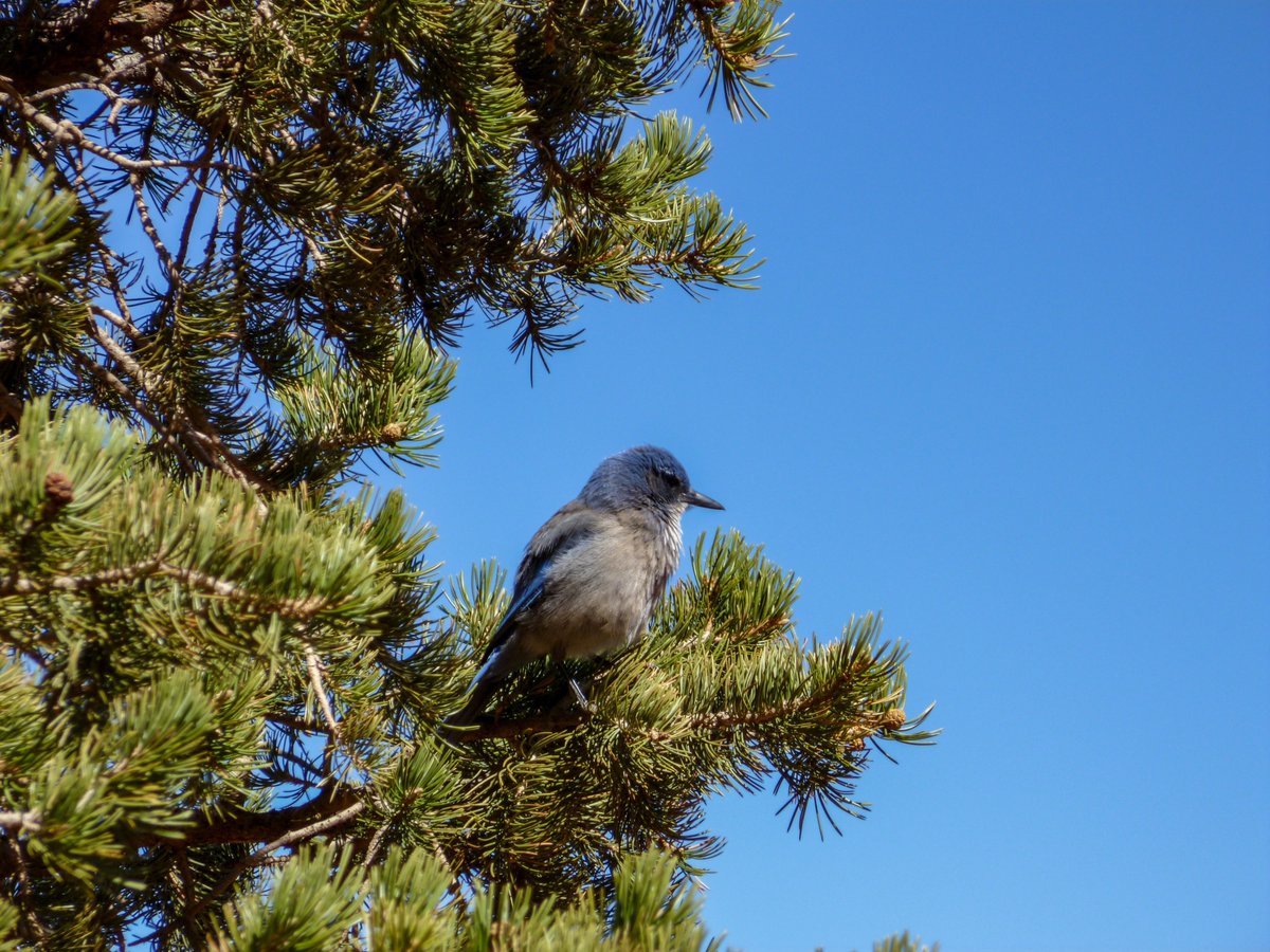 AdvocatesWest's tweet photo. VICTORY! We reached a court-approved settlement requiring the Bureau of Land Management to abandon a decision authorizing extensive destruction of native pinyon pine and juniper habitats across the West. Learn more. ➡️ https://t.co/L6H6z1DFHf

#winforthewest #winforwildlife https://t.co/EiTtzHof14