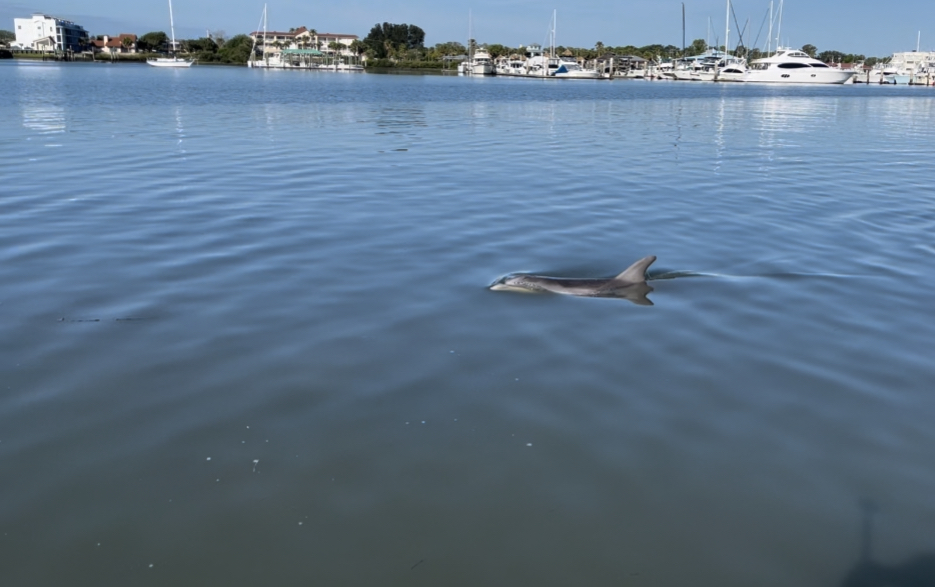 kayakstaug's tweet image. Pretty Cool Shot! Got really lucky to have a Bottle Nose swim up so close ❤️🐬 As our friend Gary would say. "No matter how long I do this I still get excited every time!" #dolphins #wild #staug