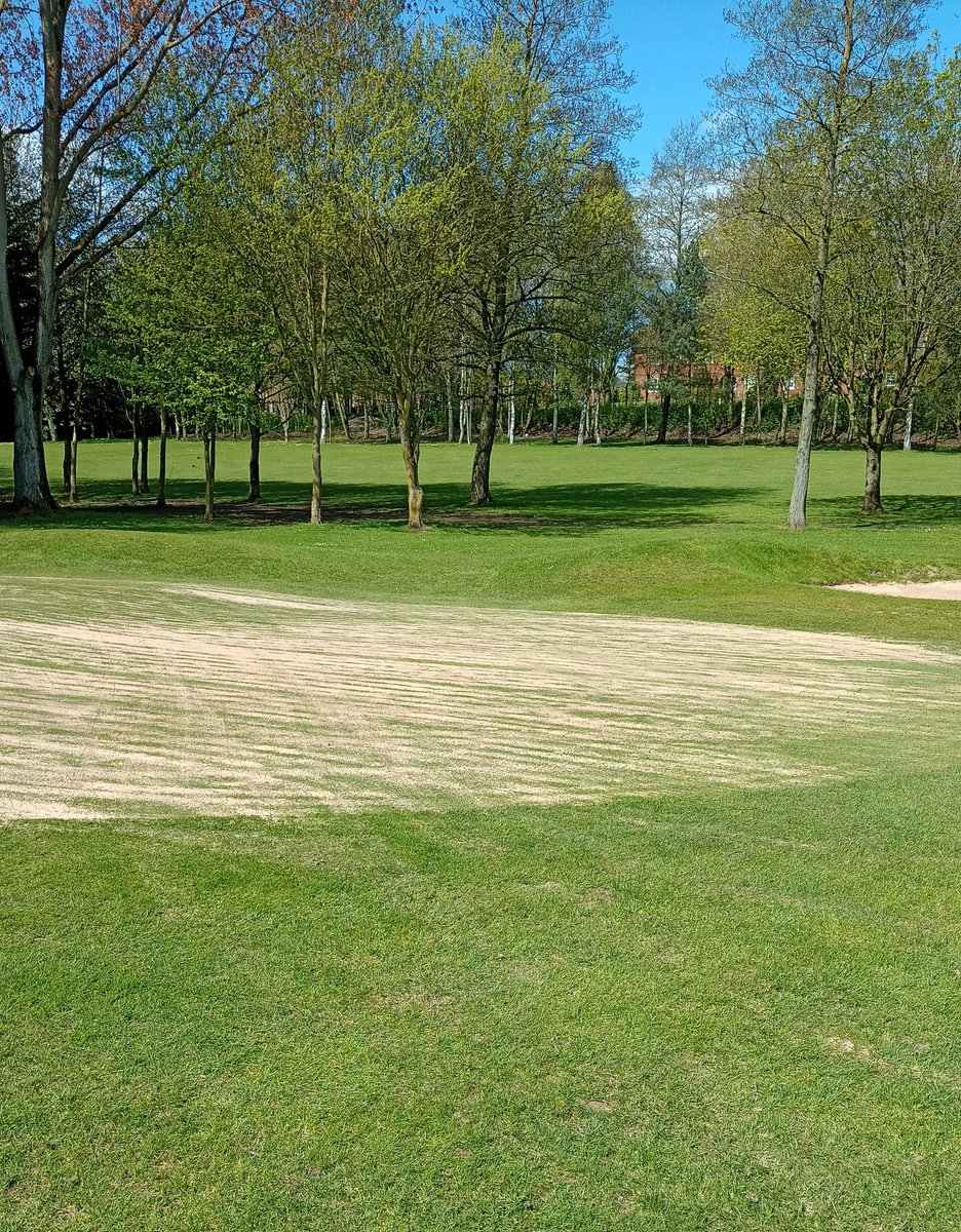 Greens scarified and now the overseeding and dressing begins. It'll be well worth it.