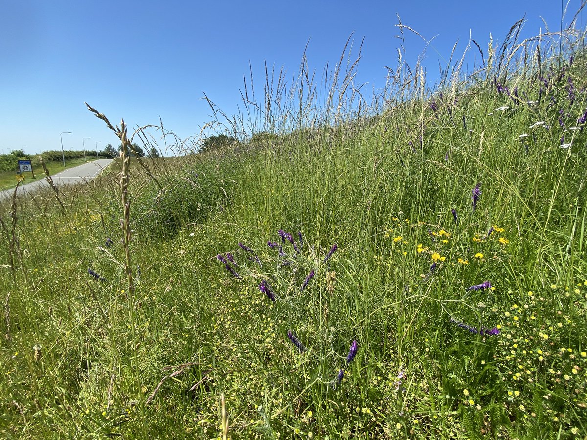 We houden onze wegen graag veilig. Daarom moeten we binnenkort onze wegbermen maaien. Anders wordt 't gras te lang en kunnen er gevaarlijke situaties in de bermen ontstaan. Lees meer over wat we doen om zorgvuldig om te gaan met de aanwezige flora en fauna bit.ly/3rs8H9P
