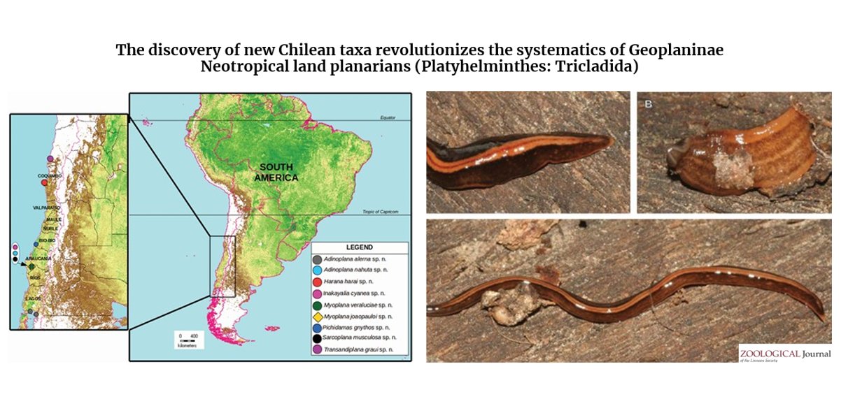 Two new species of Neotropical land flatworms (Platyhelminthes