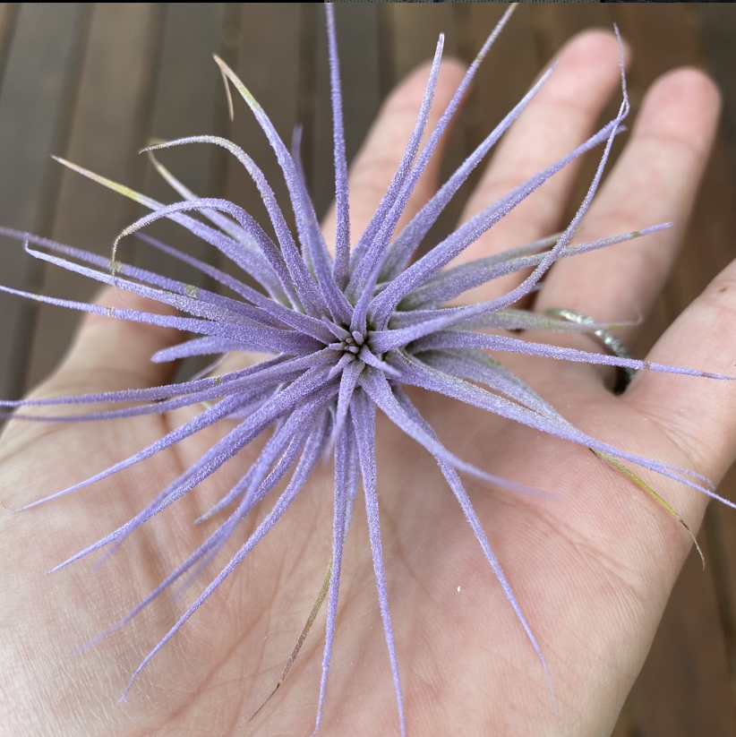 Articulture Designs tweet media