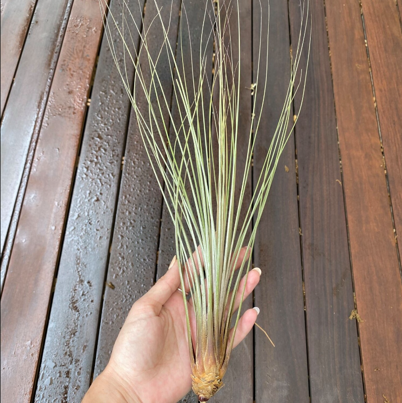 Articulture Designs tweet media