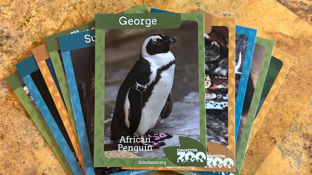 KUZOgroup's tweet photo. Happy World Penguin Day! Today we couldn't resist featuring @DakotaZoo's special guy, George on one of the trading cards we created for them! https://t.co/5WDSc7f554