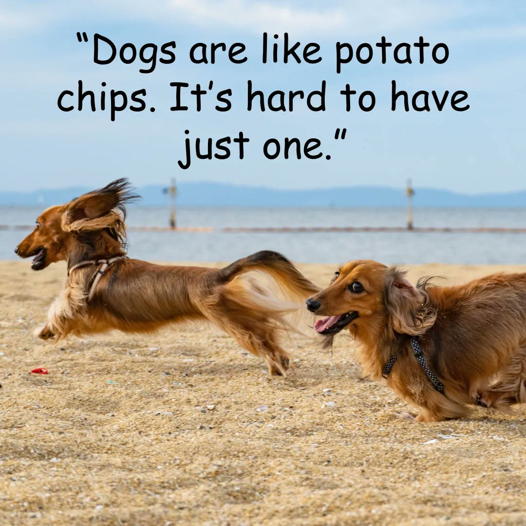 Sheltiebeast's tweet photo. Becase of this, I have two. How many do you have? #potatochips #dogs #puppylove #roomformore https://t.co/MWRI8QcKvI